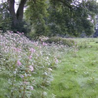 Himalayan Balsam